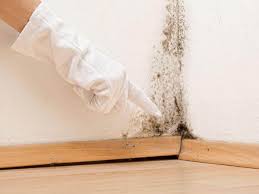 Trusted Seffner, FL Mold Removal Services Experts